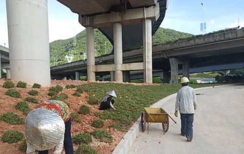 三,現場施工情況 1,綠化標基地道路路側綠化帶種植大葉油草