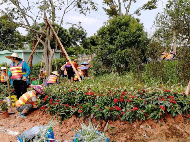 【園林所】9月6日前海片區市政道路綠化品質提升工程