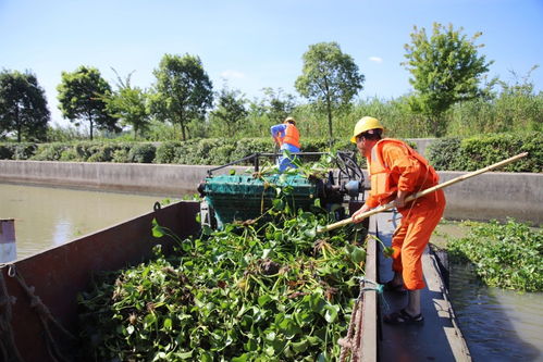高溫天催生水葫蘆,河道保潔員奮力守護碧水清波