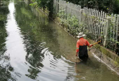 雙浦鎮開展福壽螺專項整治護好水清岸綠