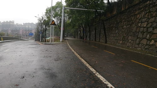 路樹倒伏成 攔路虎 冒雨清除保暢通