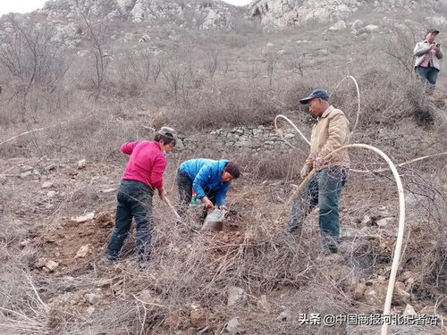 沿山栽杏樹 沿路搞清潔 邢臺(tái)信都區(qū)前馬廠村扮靚步游路